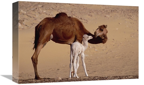 Global Gallery GCS-452969-1218-142 12 x 18 in. Dromedary Camel with Tw