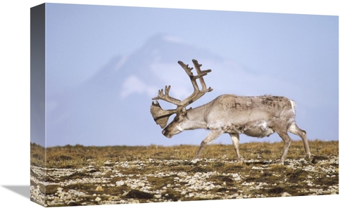 Global Gallery GCS-451305-1218-142 12 x 18 in. Svalbard Reindeer Bull 