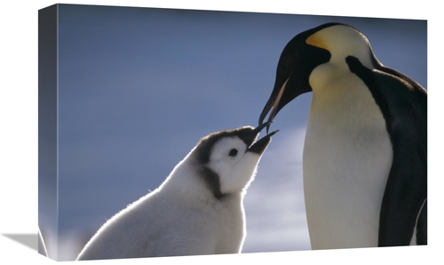 Global Gallery GCS-451125-1218-142 12 x 18 in. Emperor Penguin Parent 