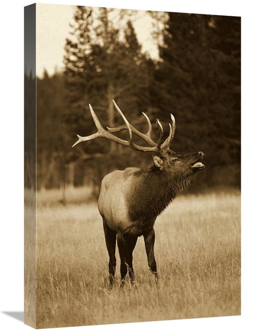 Global Gallery GCS-453674-1624-142 16 x 24 in. Elk Male Bugling During