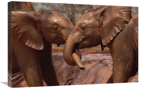 Global Gallery GCS-452963-2030-142 20 x 30 in. Orphans Natumi & Idle P