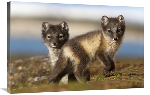 Global Gallery GCS-395692-2436-142 24 x 36 in. Two Arctic Fox Kits on 