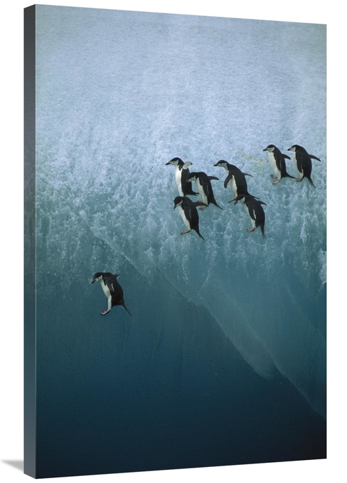 Global Gallery GCS-395906-2436-142 24 x 36 in. Chinstrap Penguins Grou