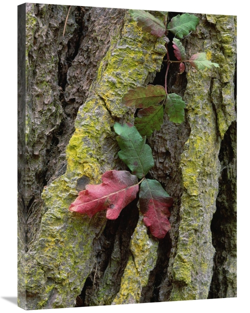 Global Gallery GCS-452047-2432-142 24 x 32 in. Poison Oak on Monterey 
