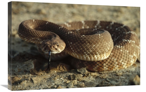 Global Gallery GCS-450734-2030-142 20 x 30 in. Red Rattlesnake, Ba