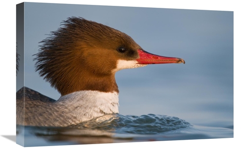 Global Gallery GCS-397368-1624-142 16 x 24 in. Common Merganser Female