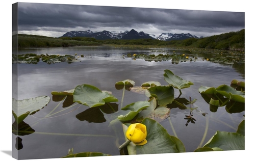 Global Gallery GCS-395483-2436-142 24 x 36 in. European Yellow Pondlil