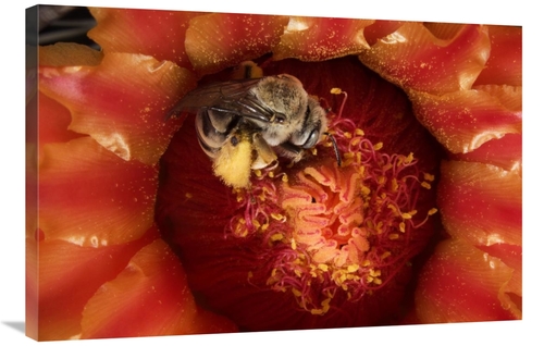 Global Gallery GCS-397742-2436-142 24 x 36 in. Cactus Bee Feeding on B