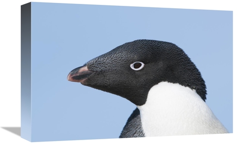 Global Gallery GCS-395614-1218-142 12 x 18 in. Adelie Penguin Portrait