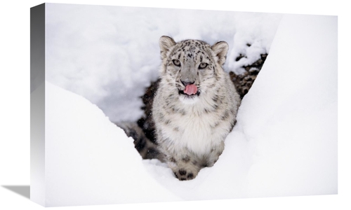 Global Gallery GCS-396034-1218-142 12 x 18 in. Snow Leopard Adult Port