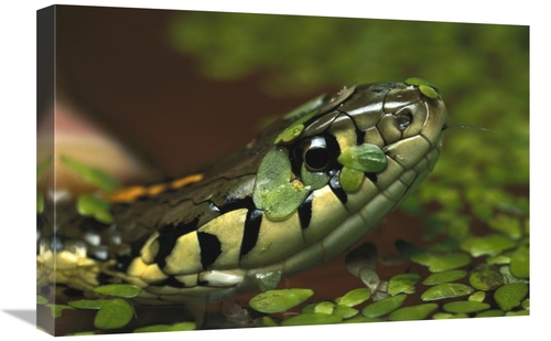 Global Gallery GCS-397505-1624-142 16 x 24 in. Common Garter Snake in 