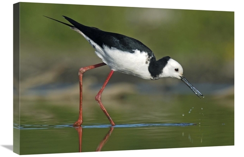 Global Gallery GCS-397469-2030-142 20 x 30 in. Black-Winged Stilt Fora