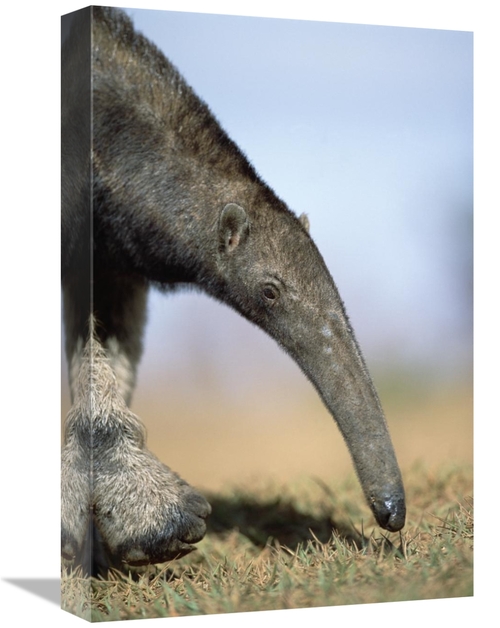 Global Gallery GCS-451578-1218-142 12 x 18 in. Giant Anteater Foraging