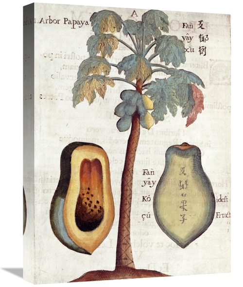 Global Gallery GCS-267767-22-142 22 in. Papaya Tree Art Print - Michae