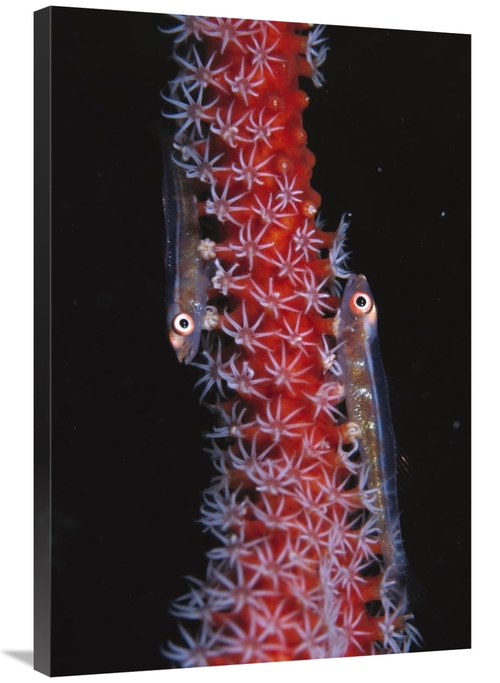 Global Gallery GCS-453543-2436-142 24 x 36 in. Loki Whip-Goby Pair on 