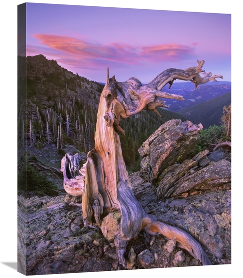 Global Gallery GCS-397141-2228-142 22 x 28 in. Rocky Mountains Bristle