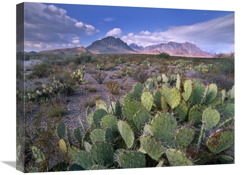 Global Gallery GCS-397024-1824-142 18 x 24 in. Opuntia Cactus, Chi