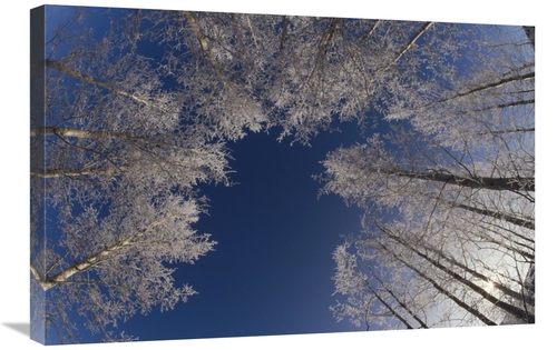 Global Gallery GCS-452482-2030-142 20 x 30 in. Winter Aspen Canopy&#44