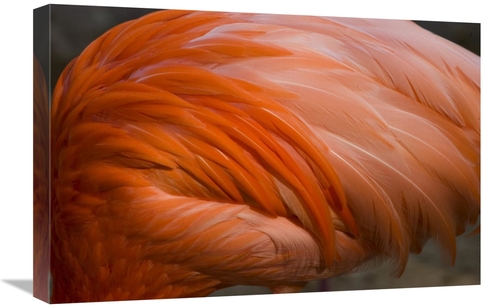 Global Gallery GCS-398308-1624-142 16 x 24 in. Greater Flamingo Close 