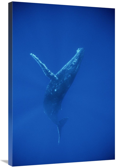 Global Gallery GCS-450793-2436-142 24 x 36 in. Humpback Whale Swimming