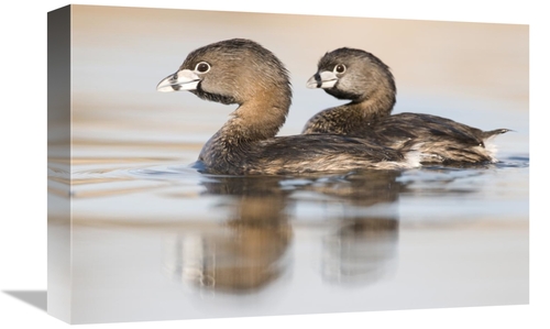 Global Gallery GCS-397426-1218-142 12 x 18 in. Pied-Billed Grebe Pair 