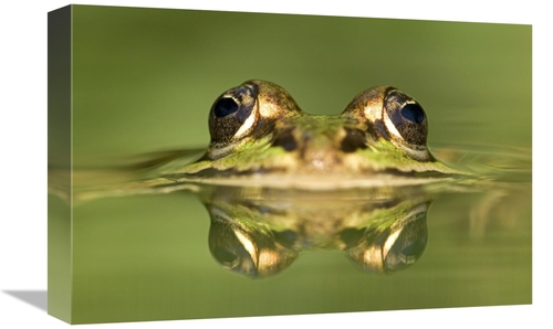 Global Gallery GCS-395295-1218-142 12 x 18 in. Edible Frog with Reflec