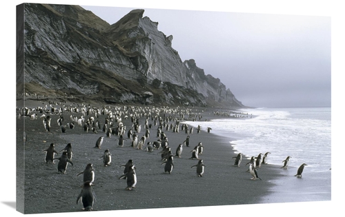 Global Gallery GCS-451069-2436-142 24 x 36 in. Chinstrap Penguins on B