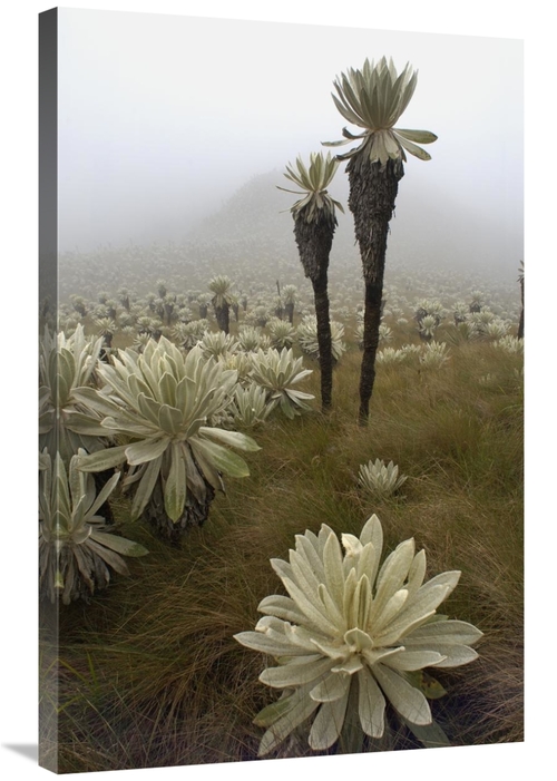 Global Gallery GCS-453157-2436-142 24 x 36 in. Paramo Flower, El A