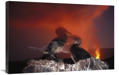 Global Gallery GCS-451276-2436-142 24 x 36 in. Flightless Cormorants A