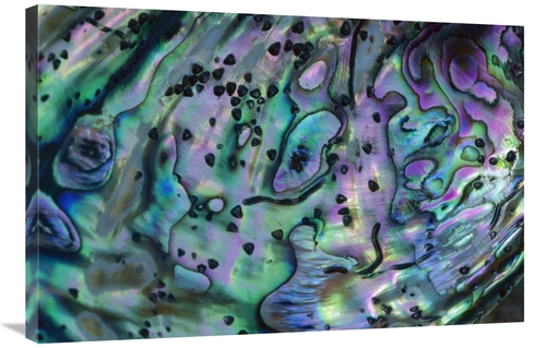 Global Gallery GCS-397452-2436-142 24 x 36 in. Rainbow Abalone, In