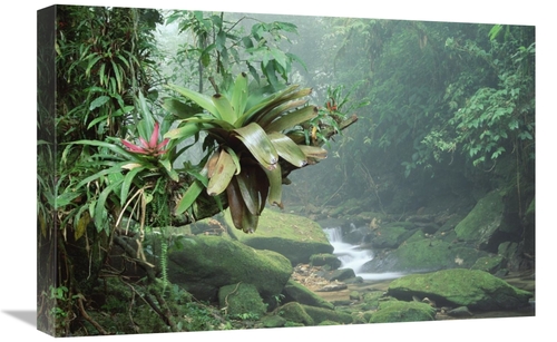 Global Gallery GCS-395643-1624-142 16 x 24 in. Bromeliads Growing Alon