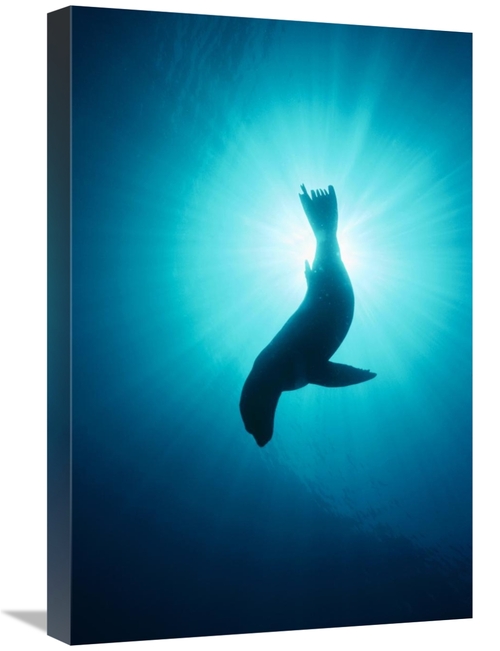 Global Gallery GCS-450620-1624-142 16 x 24 in. California Sea Lion Und
