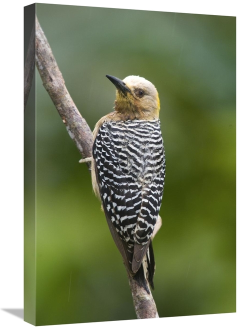 Global Gallery GCS-397282-1624-142 16 x 24 in. Hoffmanns Woodpecker&#4