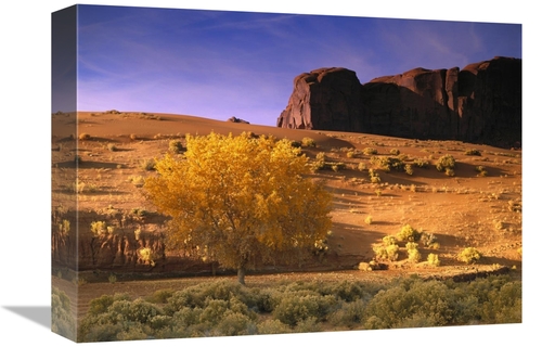 Global Gallery GCS-396875-1216-142 12 x 16 in. Cottonwood Tree & Coyot