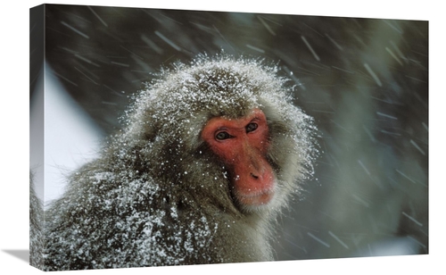 Global Gallery GCS-452601-1624-142 16 x 24 in. Japanese Macaque Covere