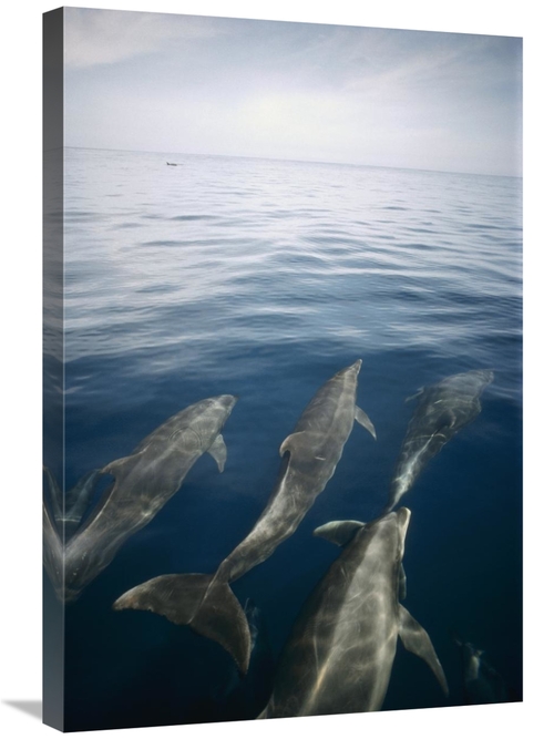 Global Gallery GCS-451100-2030-142 20 x 30 in. Bottlenose Dolphin Pod 