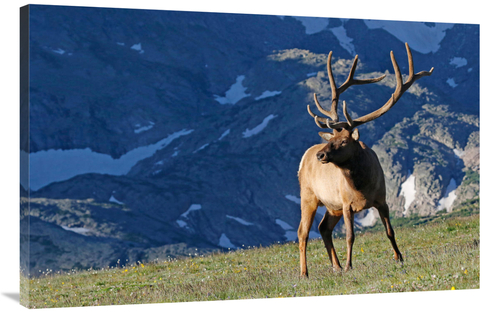 Global Gallery GCS-486396-44-142 44 in. Above the Timberline Art Print