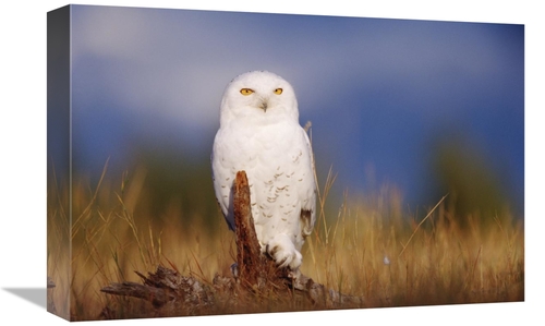 Global Gallery GCS-397104-1218-142 12 x 18 in. Snowy Owl Adult Perchin