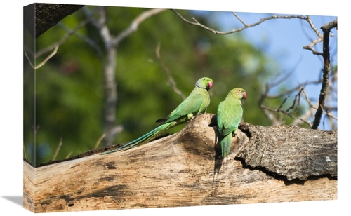Global Gallery GCS-453652-1624-142 16 x 24 in. Rose-Ringed Parakeet Pa