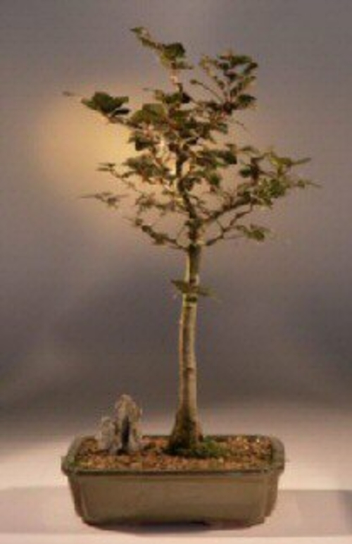 Copper Beech Bonsai Tree(fagus sylvatica 'purpurea')