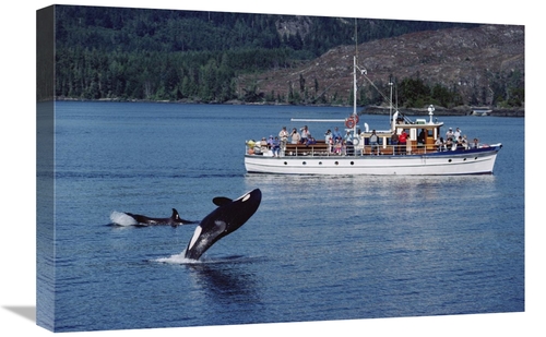 Global Gallery GCS-450568-1624-142 16 x 24 in. Orca Leaping Before Wha