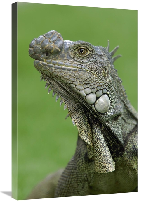 Global Gallery GCS-453069-2030-142 20 x 30 in. Green Iguana, Semin