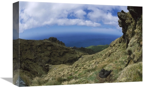 Global Gallery GCS-451786-1218-142 12 x 18 in. Sooty Albatross Nesting