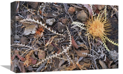 Global Gallery GCS-452864-1218-142 12 x 18 in. Acorn Banksia Among Lea