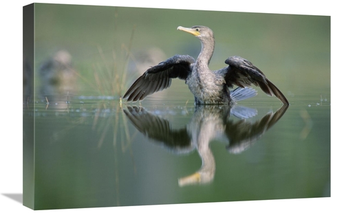 Global Gallery GCS-396563-1624-142 16 x 24 in. Double-Crested Cormoran