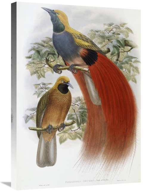 Global Gallery GCS-277764-30-142 30 in. Grey-Chested Bird of Paradise 