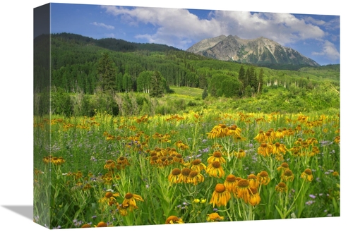 Global Gallery GCS-397112-1216-142 12 x 16 in. Orange Sneezeweed Bloom