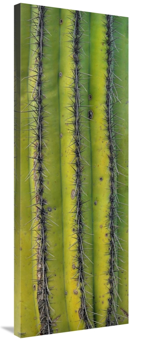 Global Gallery GCS-396506-44-142 44 in. Saguaro Cactus Close Up of Tru