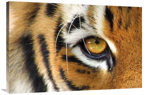 Global Gallery GCS-486631-40-142 40 in. Tiger Eye Art Print - Vic Sche