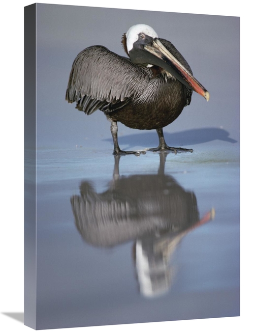 Global Gallery GCS-451205-1624-142 16 x 24 in. Brown Pelican, Turt